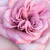 Rosa - lila - Rosas híbridas de té - Orchid Masterpiece